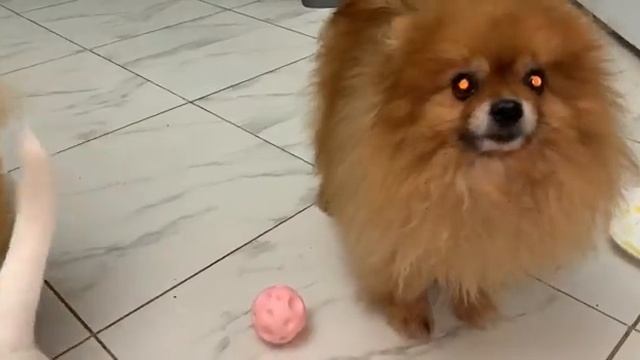 Сердце с гречей  сегодня у маленьких хвостатиков.