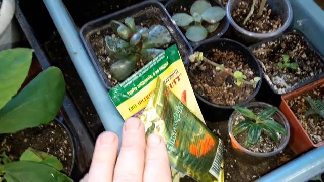 Обрабатываем комнатные растения от белокрылки и других вредителей смотреть онлайн