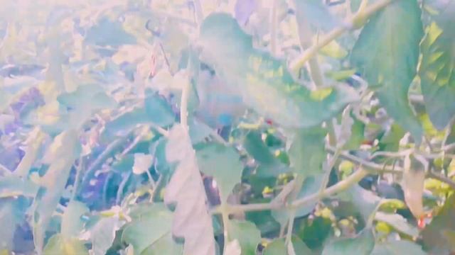 Розовая подушка! Обзор сорта томата смотреть онлайн