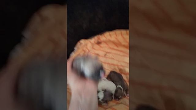 прикольные щенки 2021.. American bully pocket tricolor blue fawn and white.. смотреть онлайн