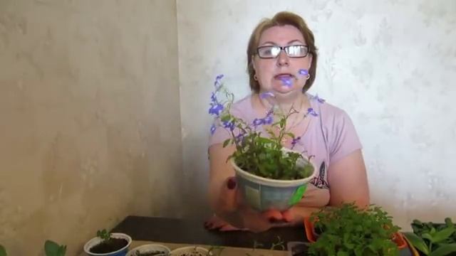 Рассада - апрель. Лаванда, дельфиниум и другие со стратификацией и без. смотреть онлайн