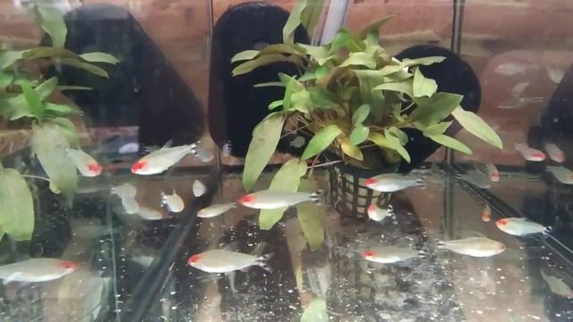 Poznajemy ryby akwariowe odcinek 6. Bystrzyk blechera , rodostomus смотреть онлайн