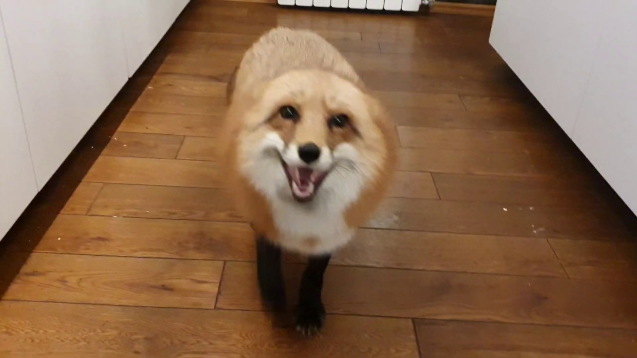 Как лиса идет спать [Лиса Алиса, Alice the Fox, лисы, собаки, животные, милота] смотреть онлайн