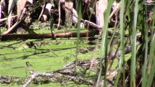 Уж ловит и заглатывает лягушку. Драка ужей || The snake caught a frog смотреть онлайн