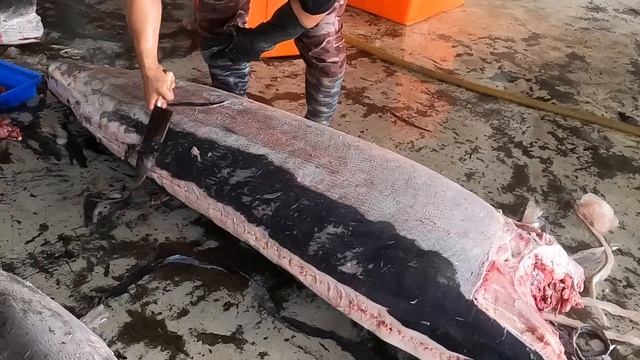 Super huge Marlin fish cutting смотреть онлайн