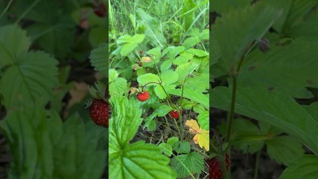 Собираем землянику #ягоды#вкусняшка#лес#лето смотреть онлайн
