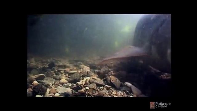РЫБА УСАЧ - ПОДВОДНАЯ СЪЕМКА смотреть онлайн