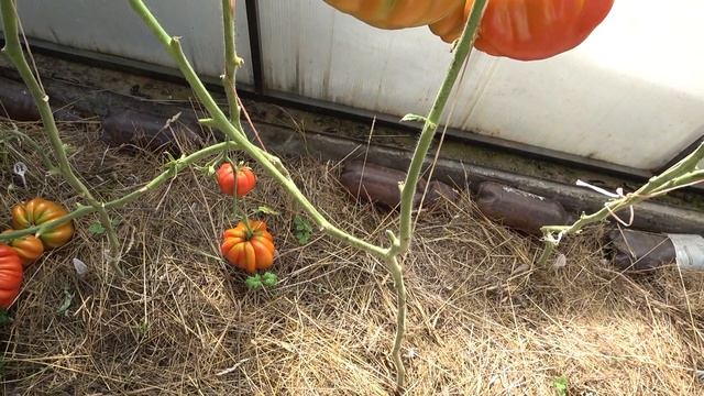 Нина не подвела! Биф-томат Нина в моем огороде смотреть онлайн