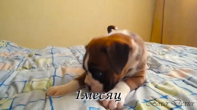 Boxer Dexter 1 month old / Щенок боксера Dexter 1 месяц смотреть онлайн