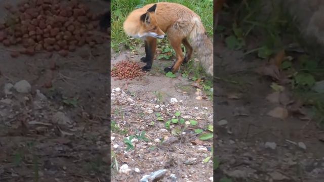 лиса точит чаппи