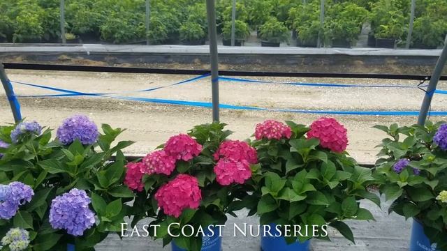 Grown at East Coast Nurseries: Endless Summer® Hydrangeas смотреть онлайн