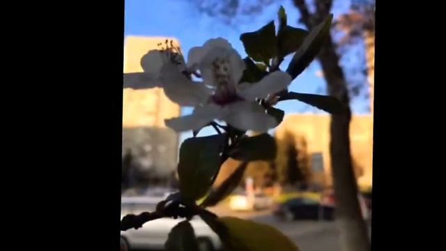 весенний футаж 🌸 смотреть онлайн