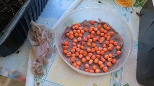 Сколько лет сохраняют всхожесть семена кукурузы?