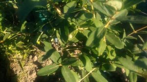 Жимолость в саду.Мой первый урожай на новых сортах жимолости