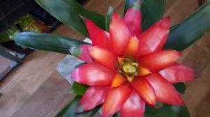 Гусмания уход дома. Цветение гузмании. Польза и вред