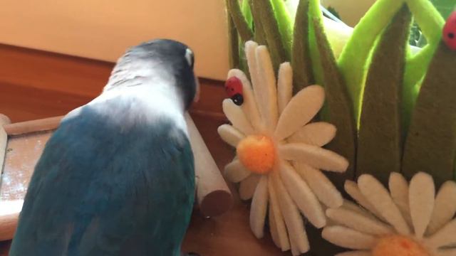 У попугая очень много дел смотреть онлайн