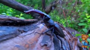 Учим насекомых/ Звуки насекомых/ Развивающие видео для малышей