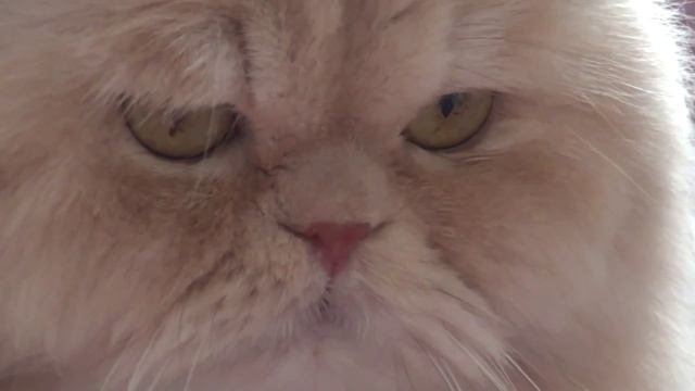 КОРОЛЕВСКИЙ Персидский КОТ - в гостях у Маргариты 17.04.2014 смотреть онлайн