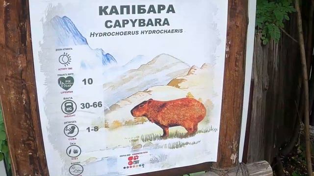 Зоопарк Киева. Полный обзор. Сентябрь 2020 смотреть онлайн