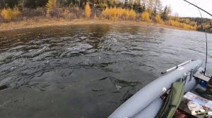 Рыбалка на реке Бирюса. Клевый день.