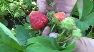 СУПЕРУРОЖАЙНЫЙ СОРТ! КЛУБНИКА  АНИЯ НОВИНКА 2023 года