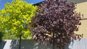 Обрезка клёнов. Клён остролистный. Стрижка клёнов. Структурная обрезка. Снижение кроны деревьев.