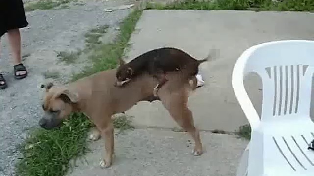 Маленький ловелас смотреть онлайн