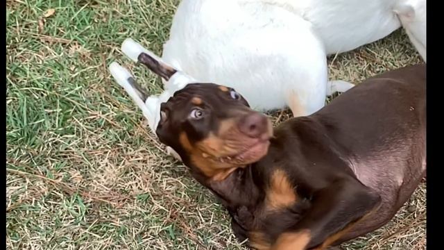 A Doberman Puppy Movie Trailer - the Sandhills, NC, USA смотреть онлайн