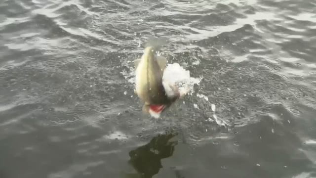 Crankbait Fishing Tips - How to Keep Bass Hooked on a Crankbait - Advanced Bass Fishing смотреть онлайн