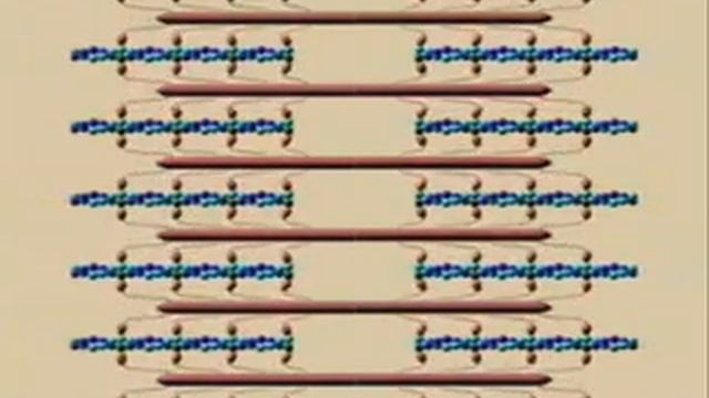 Актин и миозин. Сокращение поперечнополосатых мышц. смотреть онлайн