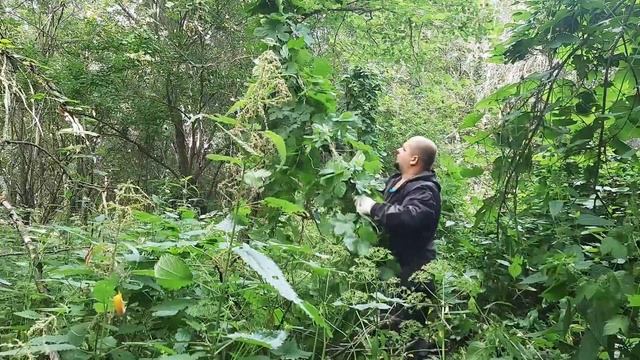 Летние бушкрафт походы, выживание в дикой природе, отдых в одиночку смотреть онлайн