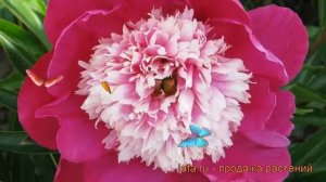 Пион травянистый Вайт Кэп (paeonia) ? пион Вайт Кэп обзор: как сажать рассада пиона Вайт Кэп