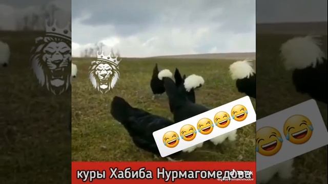 Голландский куры?? смотреть онлайн