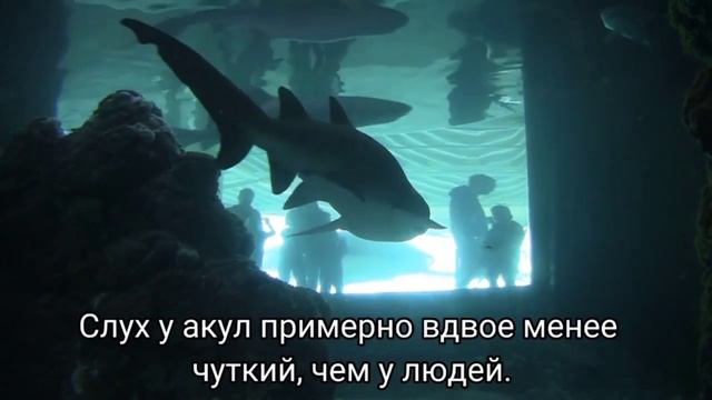 15 удивительных факта об АКУЛАХ, о которых мало кто знает. смотреть онлайн