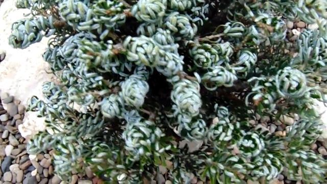 Abies koreana 'Kohouts Icebreaker' смотреть онлайн