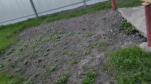 КАК ОЖИВИТЬ ЛЮБОЕ ДЕРЕВО ,РАСТЕНИЕ.ПОЛНЫЙ РАССКАЗ В СЛЕДУЮЩЕМ ВИДЕО .