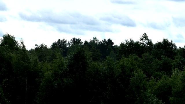 Наблюдение Полет хищной птицы смотреть онлайн