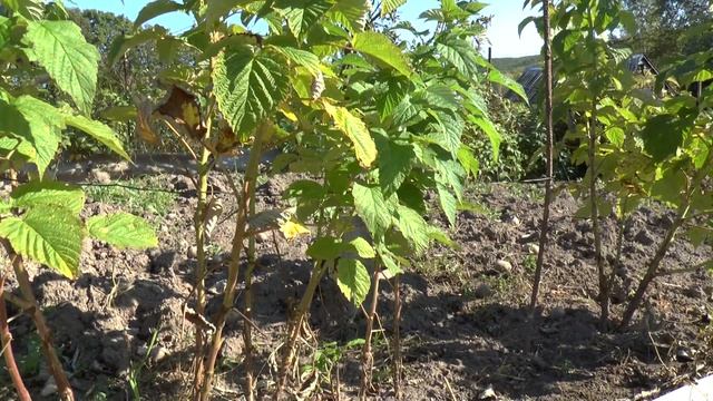 Штамбовая малина Сказка на даче под Москвой! смотреть онлайн