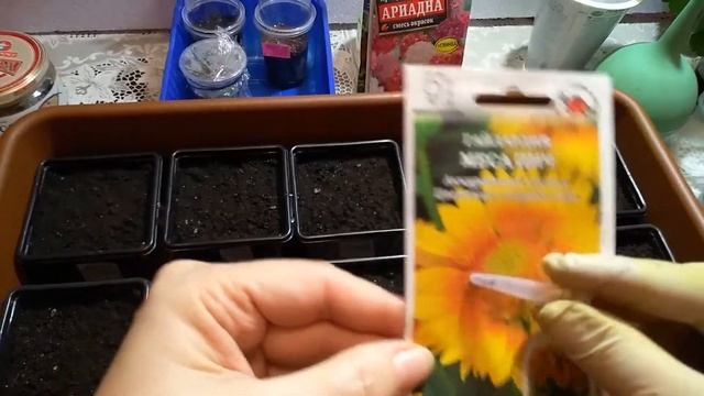 Посев семян лаурентии (изотомы) и других летников и многолетников смотреть онлайн