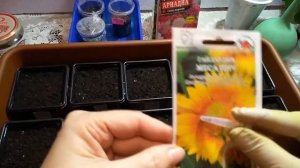 Посев семян лаурентии (изотомы) и других летников и многолетников