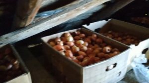 ЛУК ХАЛЦЕДОН ИЗ СЕМЯН ЧЕРНУШКИ НА РЕПКУ ЗА ОДИН СЕЗОН (БЕЗ РАССАДЫ) ПРЯМОЙ ПОСЕВ В ГРУНТ.