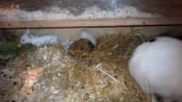 Kaninchen Babys 15 Tage alt смотреть онлайн