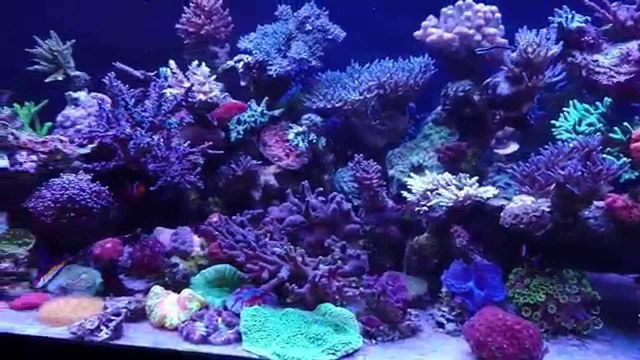 Cirrhilabrus naokoae - Naokos Fairy Wrasse смотреть онлайн