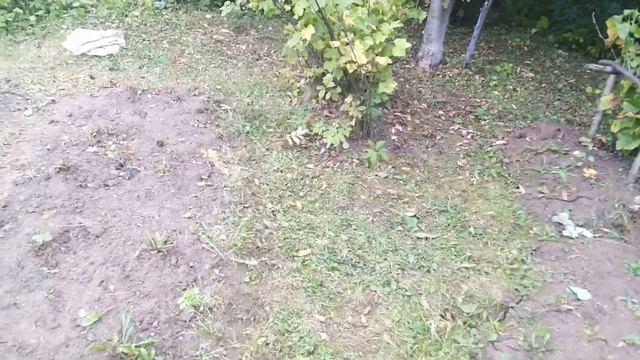 Работа на огороде. Приготовила себе поесть. смотреть онлайн