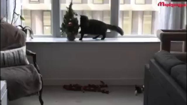 коты на ёлке отмечают новый год смотреть онлайн