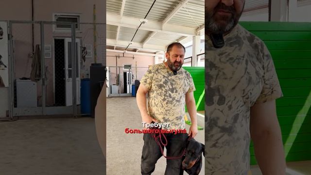 ДОБЕРМАН БРАТЬ ИЛИ НЕТ? Плюсы и минусы ПОРОДЫ доберман! #shorts #дрессировкасобаки #дрессировка смотреть онлайн