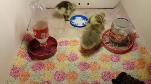 Кормление гусят в первые дни жизни