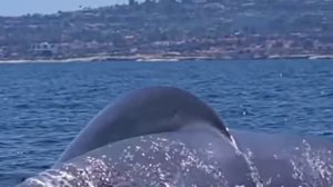 СИНИЙ КИТ - самое большое животное планеты