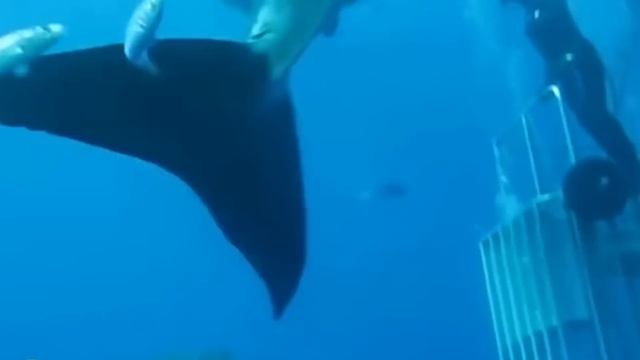 МЕГАЛОДОН ЖИВ! ТОП 5 видео доказательств существования САМОЙ БОЛЬШОЙ АКУЛЫ В МИРЕ! смотреть онлайн