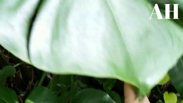 MGA HALAMANG MAS GUMAGANDA PAG RAINY SEASON! Monstera | Philodendron | Pothos | Caladium | Alocasia смотреть онлайн
